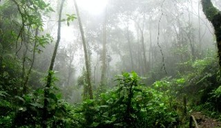 A study found changing farmland to silvopasture could help alleviate Amazon rainforest deforestation in Colombia