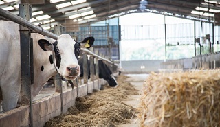 Cow at the CEDAR research unit at the University of Reading