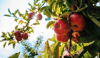 Apples on a tree in a sunny orchard