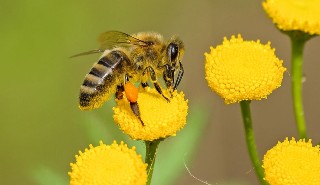A bee on a flower