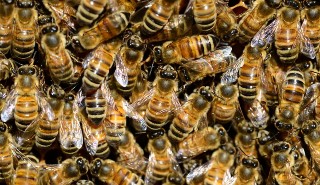 Bees in a hive