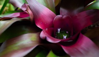 A flowering Bromeliad. Credit: Annika Greijer-Simpson
