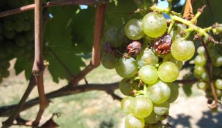 Chardonnay grapes on the vine Chardonnay grapes on the vine