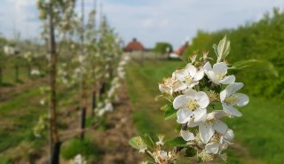 Fruit tree blossom