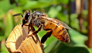 A honeybee on a piece of wood.