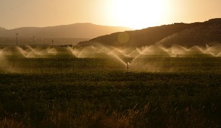 Field of crops being irrigated with water sprinklers