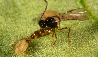 Parasitic wasp and aphid - Peter Swatton, Rothamsted Research Parasitic wasp and aphid - Peter Swatton, Rothamsted Research