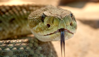 Snake with its tongue out