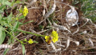 Solitary bee on a black mustard flower, which were the flowers used in the study of the effects of common air pollutants on pollinators. Credit James Ryalls