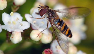 Insect on a flower