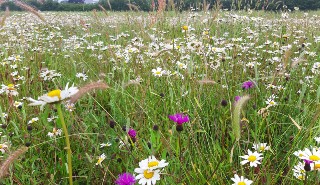 Wildflowers in a meadow