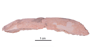 Denisovan rib