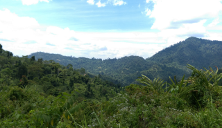 Heterogenous landscape