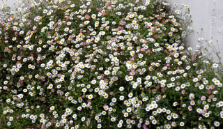 Mexican fleabane