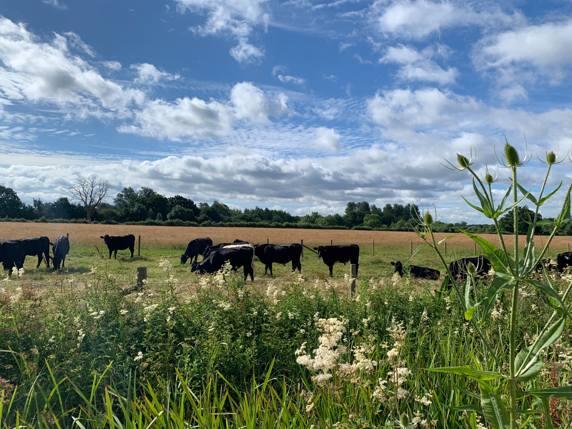 A herd of black cows grazing in a meadow, with flowers in the foreground and blue sky and clouds in the background