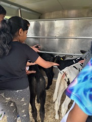 A young Asian girl strokes a baby calf