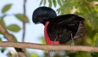 Bare-necked umbrella bird