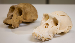 Choppers' skull alongside a wild chimp
