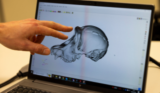 Choppers' skull analysed