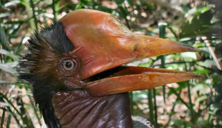 Helmeted hornbill