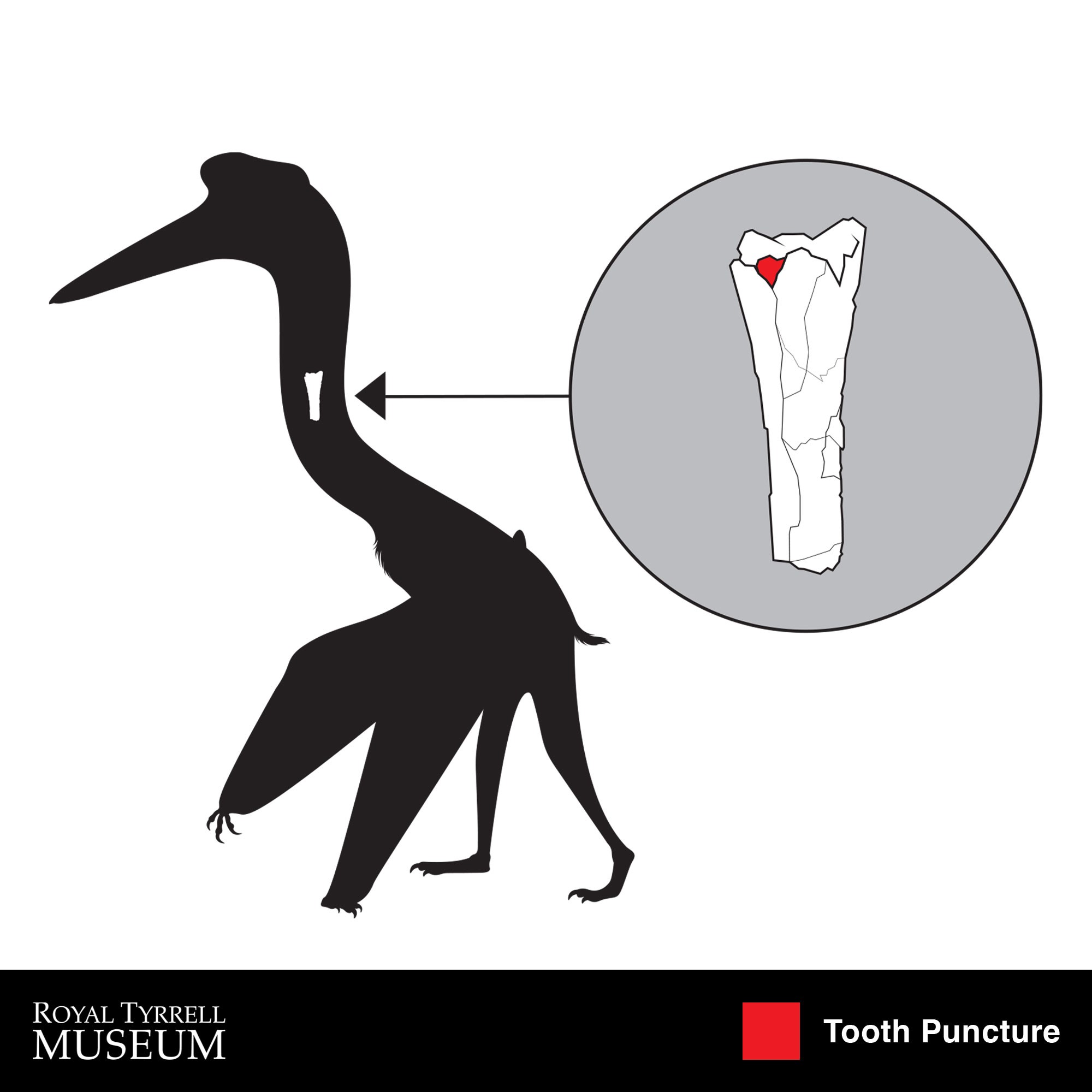 A computer-generated image highlighting where a fossil bone would have been placed inside a dinosaur