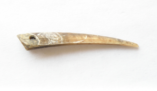 Red-billed chough beak