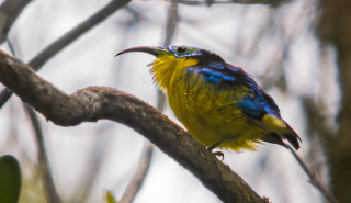 Yellow-bellied sunbird-asity