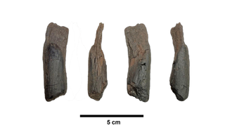 Specimen Marathousa ID 13, the small wooden tool which is a new wood tool type, documented here for the first time