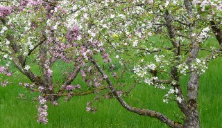 Apple tree orchard