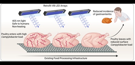 Graphic showing how the blue light technique works to kill Campylobacter