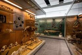 Cabinets full of exhibits in the Cole Museum of Zoology