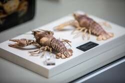 Some lobster skeletons from the Cole Museum of Zoology