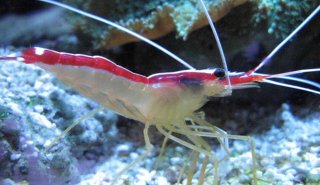 Shrimp