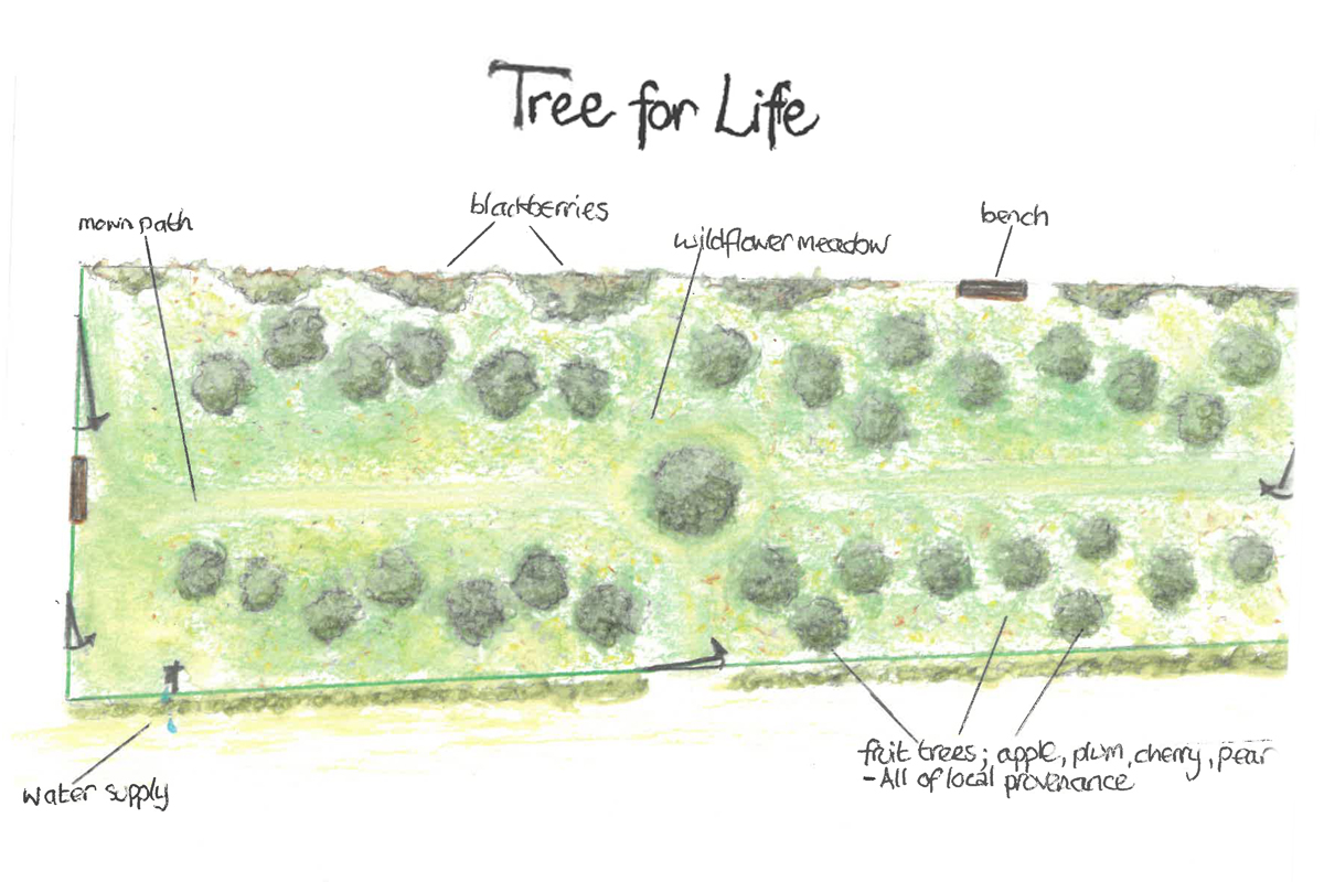 Illustrative design for Tree for Life Garden