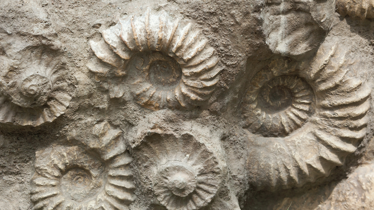 Impossible fossils