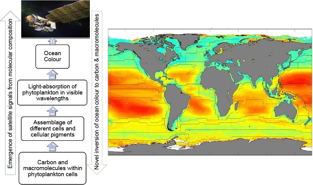 World map showing areas of oceanic carbon in colours of red, orange, yellow an pale blue.