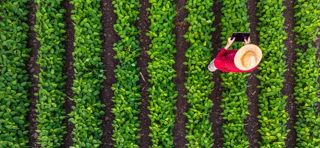 An aerial view of a lined crop field and person