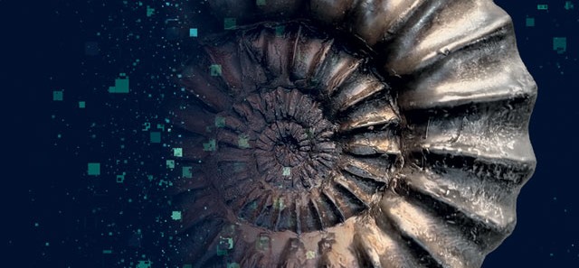 Close up of a spiralled fossil