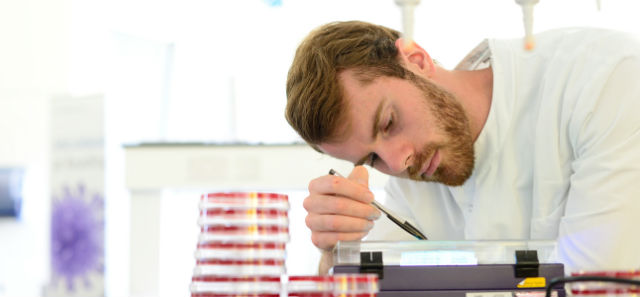 Researcher examines sample in a petrie dish