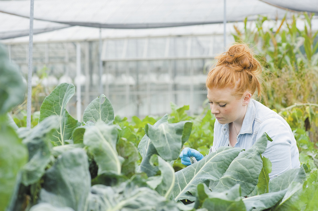 Scientist in the international cocoa quarantine centre - one of the facilities available to researchers at the University of Reading 
